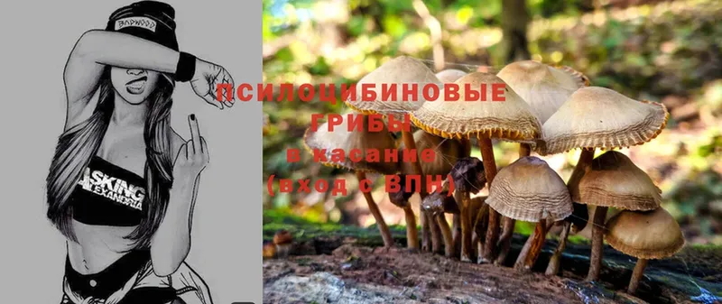 Галлюциногенные грибы MAGIC MUSHROOMS  мориарти какой сайт  Покров 